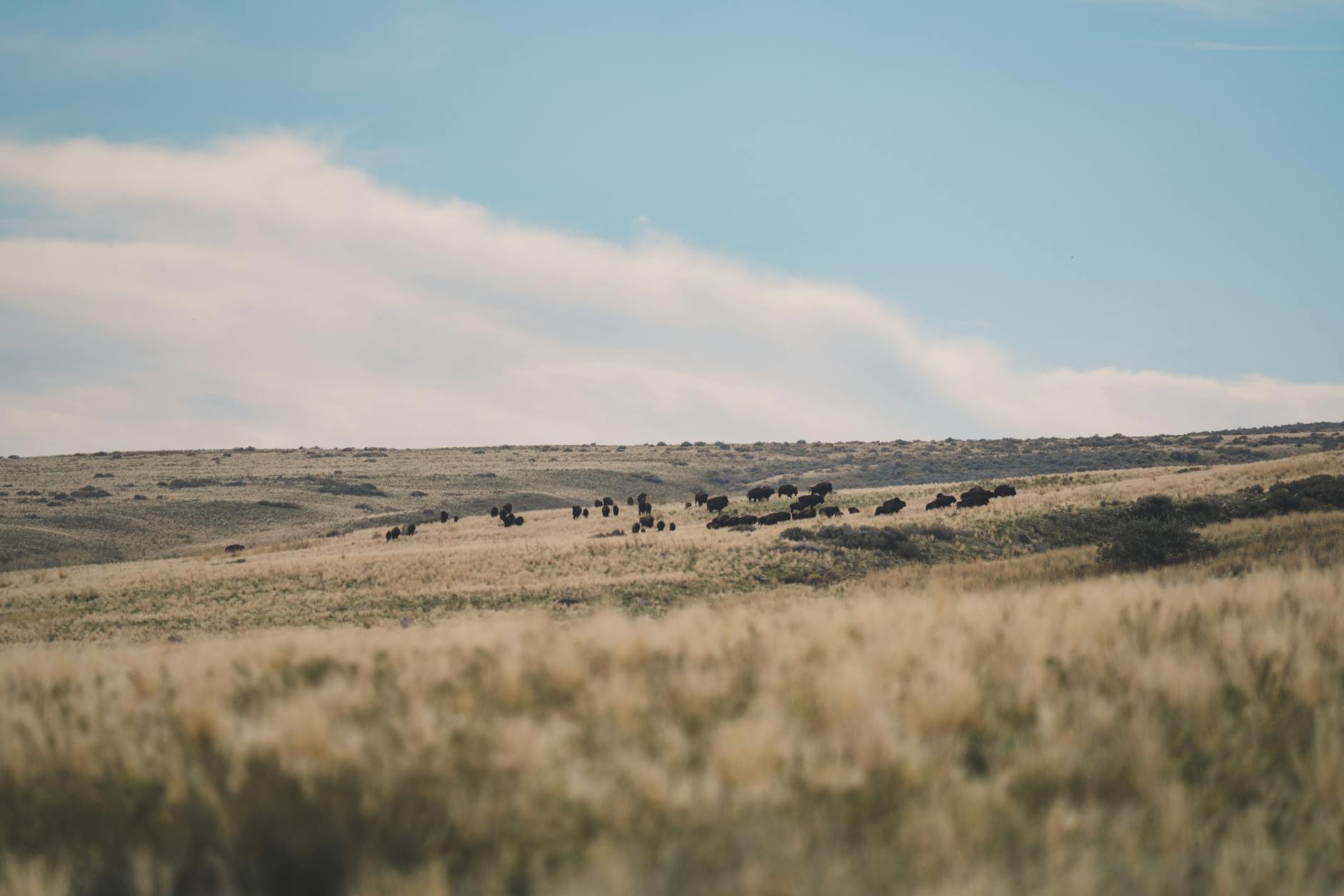 An 1876 Colt-manufactured Gatling gun with ten-barrel cluster and brass breech